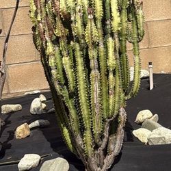 plant cactus succulent
