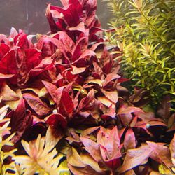 Alternanthera Reineckii 'Rosanervig' Variegated