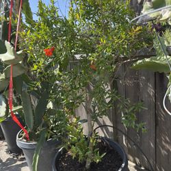 15 Gallon Pomegranate Tree 5+ Feet $99