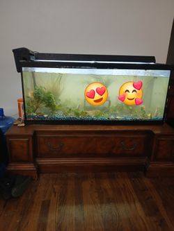 Fish Tank 