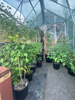 Rare Pepper Plants