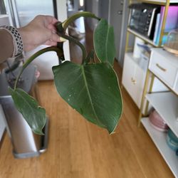 Pink Princess Philodendron