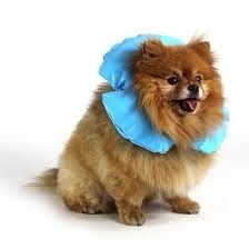 KVP Air-O Pet Inflatable Recovery Collar.Size: S Neck Circumference: 6-10” Brand New. Price: $25 (was $40).
