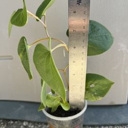 Well thick Rooted Green stem Betel leaf