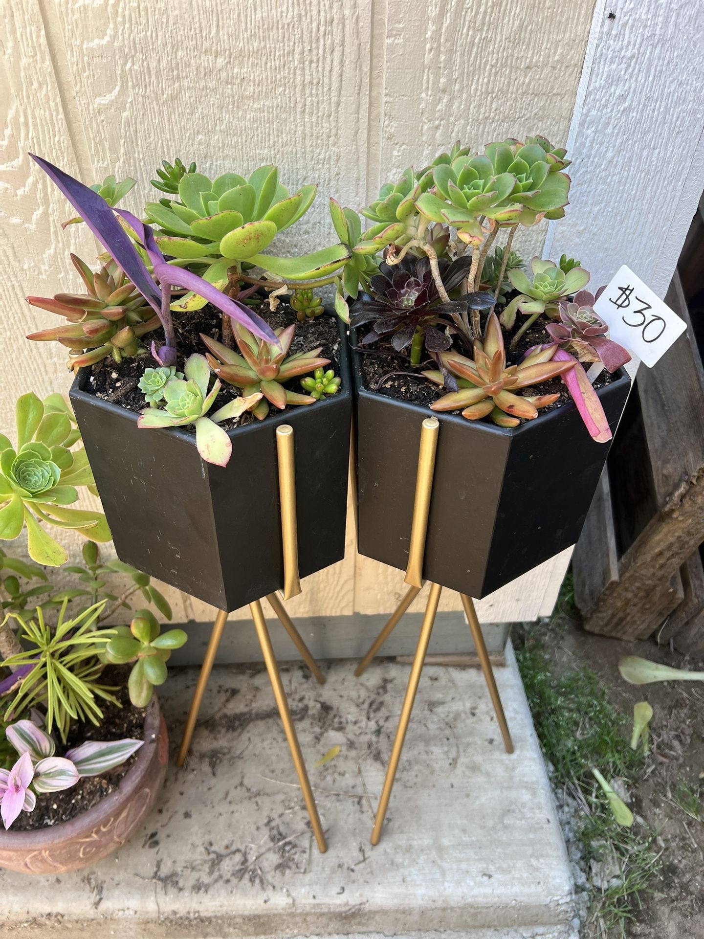 Tall Succulent Planters