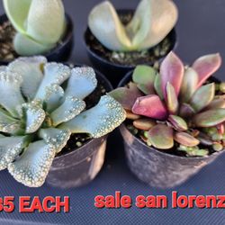 LITHOPS  RARE ODDITIES SUCCULENTS ONLY $5  SAN LORENZO