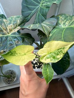 Alocasia Tyrion CORMS