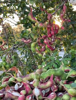 Guamuchil