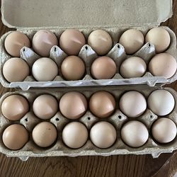 Organic fresh eggs