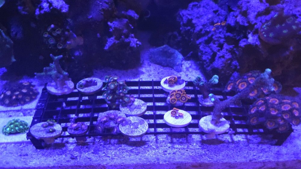 Reef Tank Fake Decorations