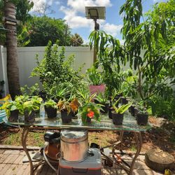 $12 Each Plant On The Table 