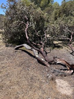 Manzanita Wood