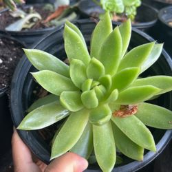Succulents