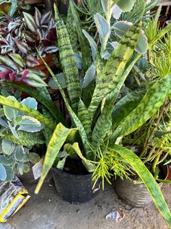 Variedad de plantas