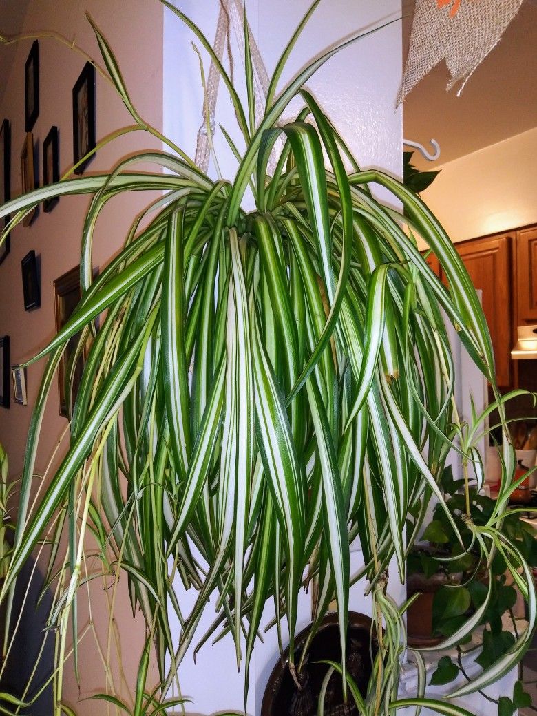 Large Spider Plant