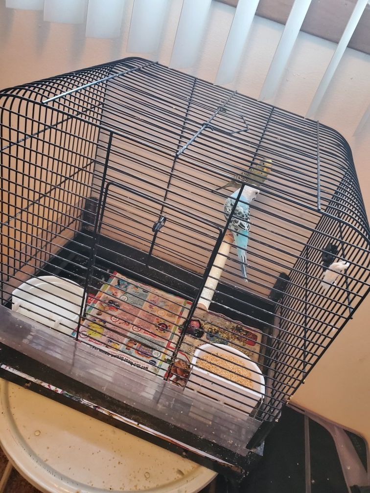 2 budgies with case and food