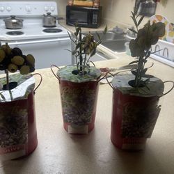 I Have 3 Olive Plants For Sale(check My Page For More Fruits)