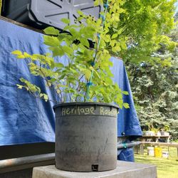 Red Everbearing Raspberry 4 Gal Pot