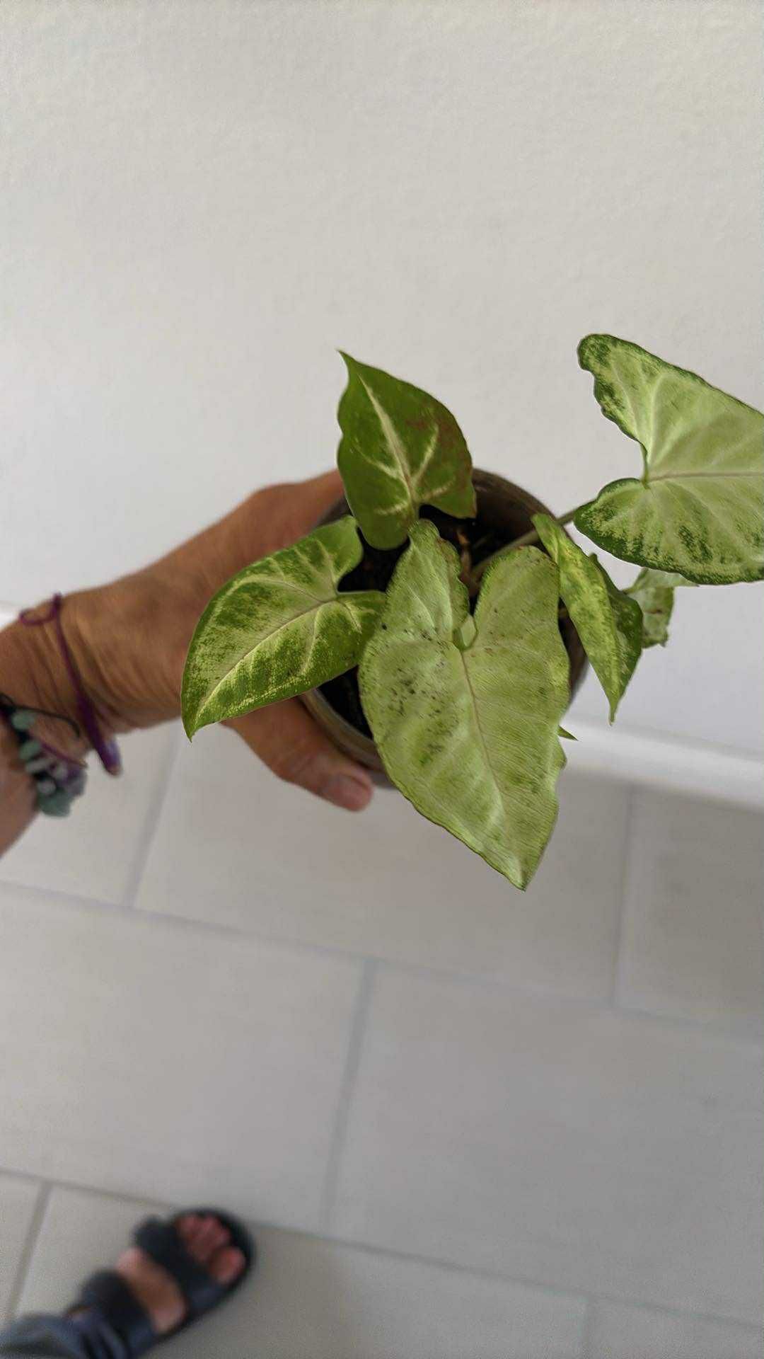 Real Syngonium Plant