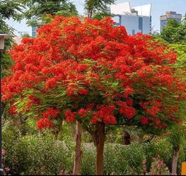 Royal Poinciana Trees 3F $60 Each Price Firm