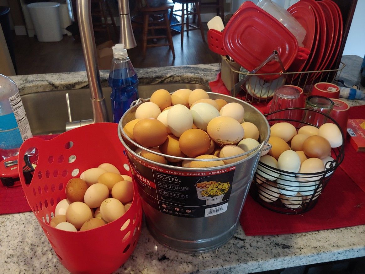 Fresh Yard Eggs 2.50 Dozen Pick Up Only Hudson Fl