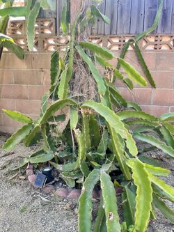 Large Dragon Fruit Tree