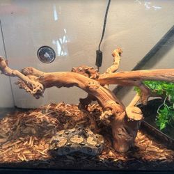 Central American Boa  Set Up