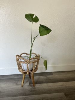 Monstera Plant With Plant Holder