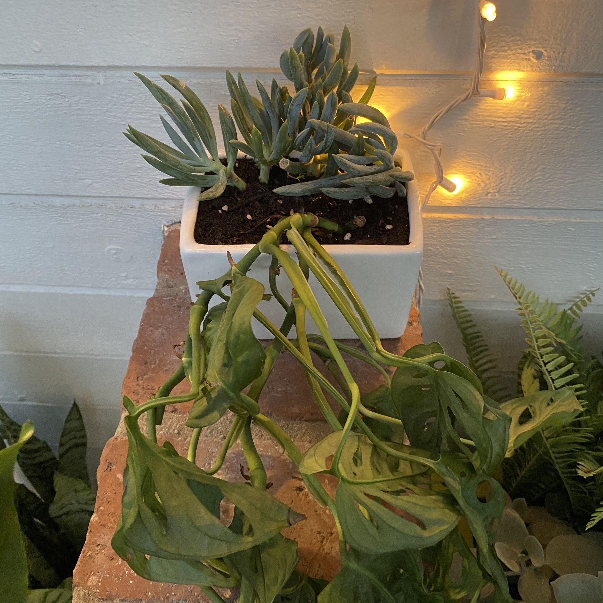 Monstera Plant In A Hanging Porcelain Pot
