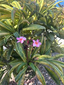Plumeria Plant. 