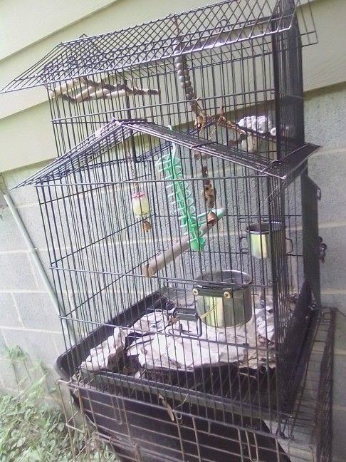 Bird Cage