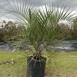 Pindo Palm