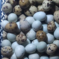 Quail Eggs 