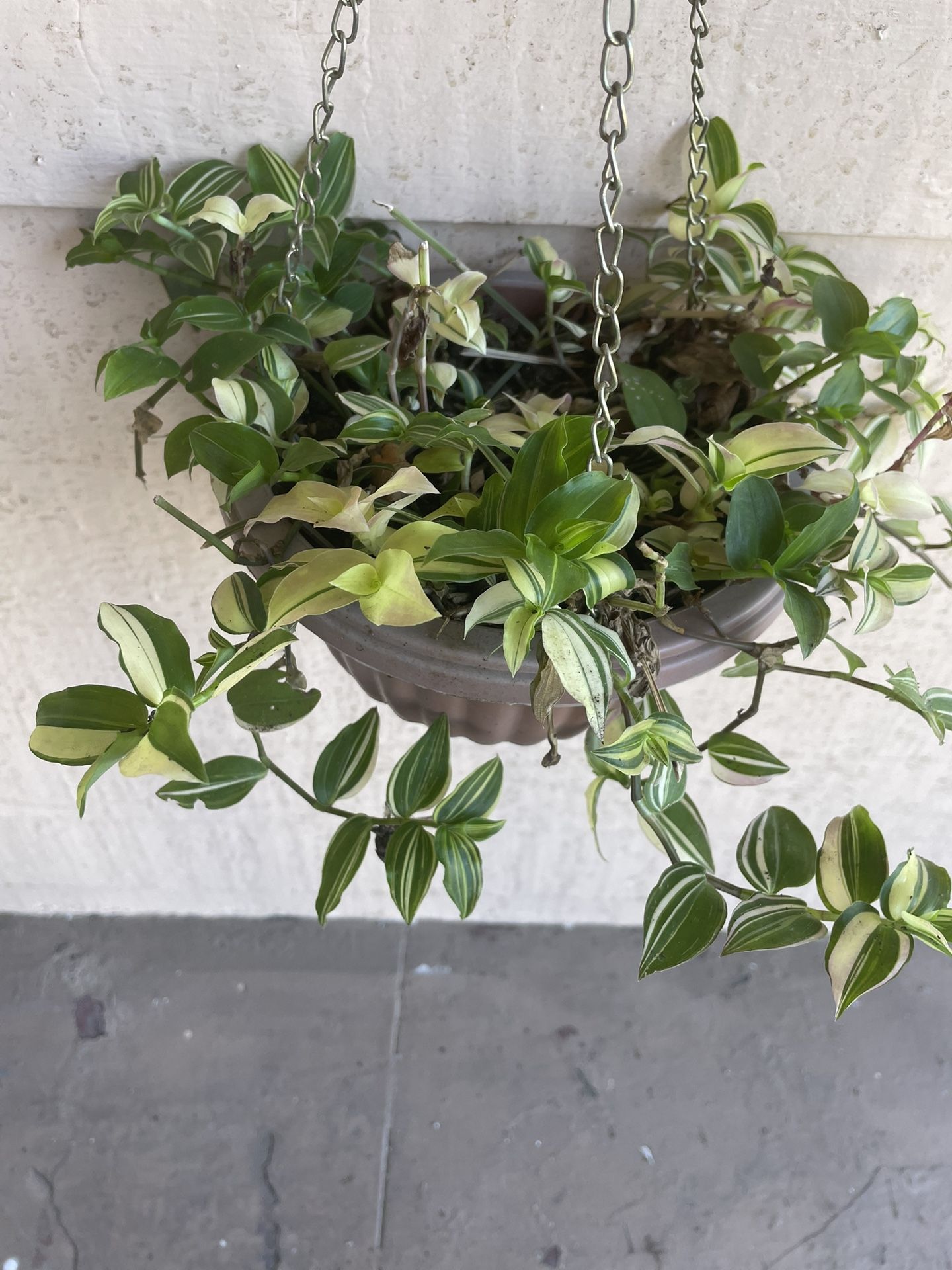 Tradescantia Fluminensis Vell Hanging Plant