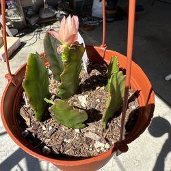 German empress Epiphyllums