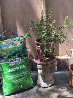 Beautiful Jade plant