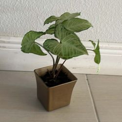 Real Syngonium Plant 