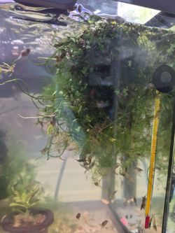 Moss balls, aquarium plants, Duckweed, and neocardina