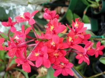 Red Ground Orchids Plants