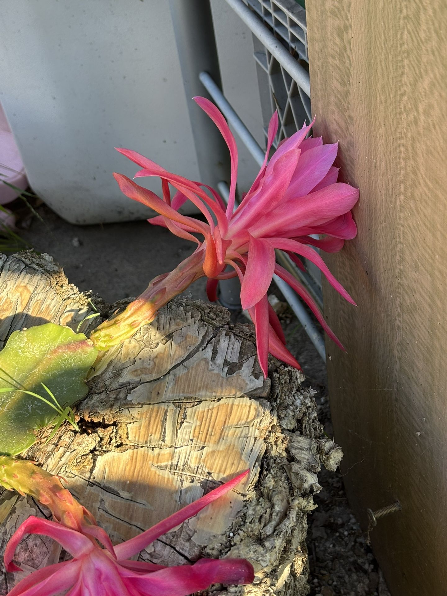 Blooming Cactus