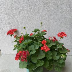 Geranium Plant