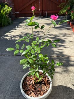 Pink miniflora rose plants