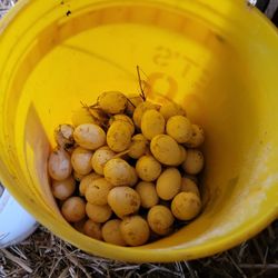 I Have Eggs For Sale
