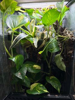 Exo Terra Red eye tree frog amphibian paludarium