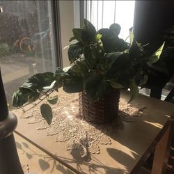 Plants 🌱 With Vase 