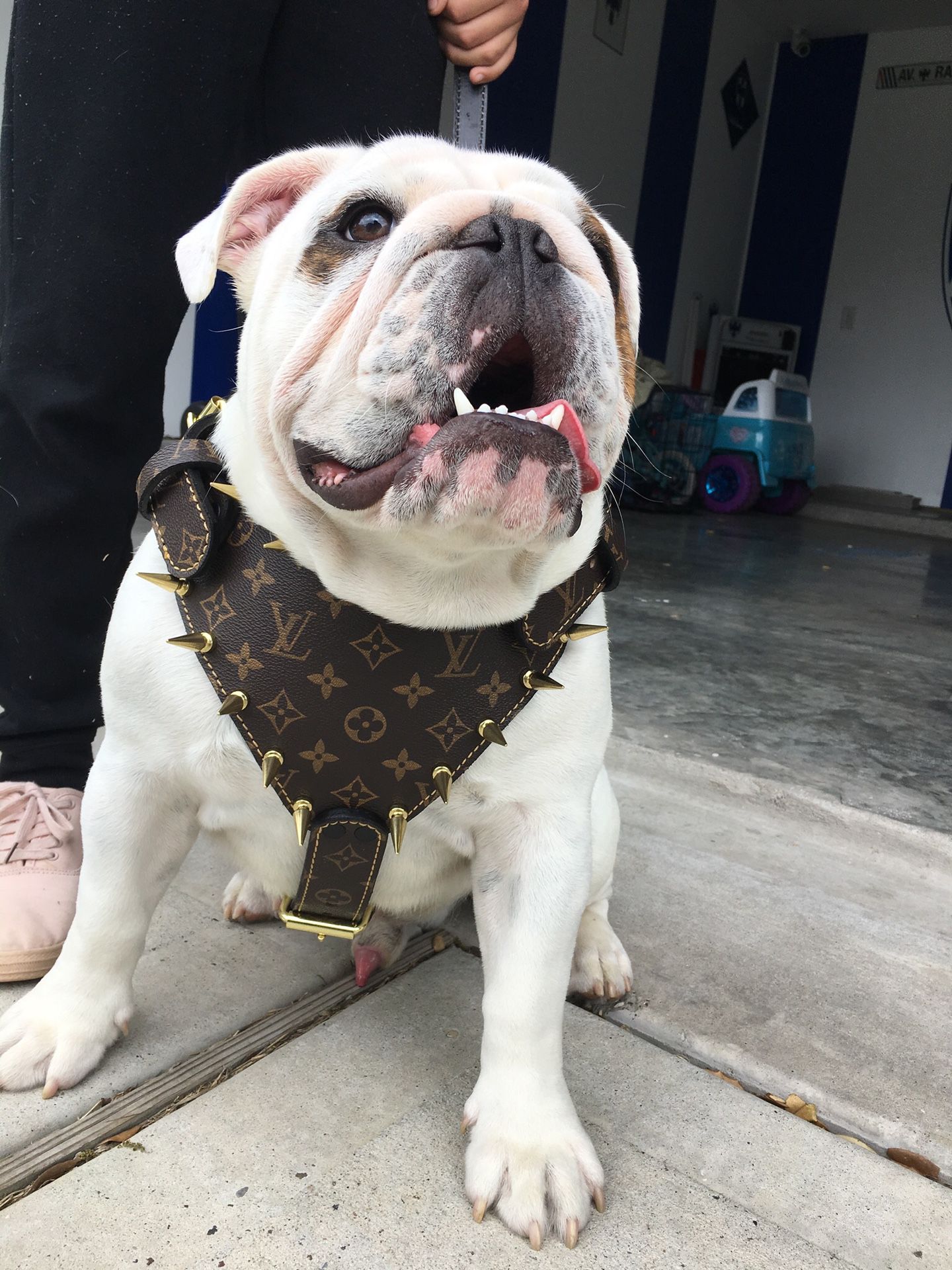 bully louis vuitton dog harness
