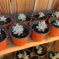 Succulents