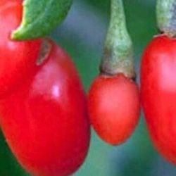 Wolfberry Berry Goji Berry Seedling Live Plant Tree (Lycium barbarum) - Lycium 1 Gallon 