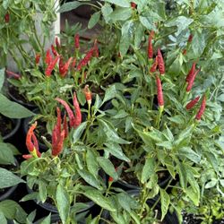 Chili 🌶️ The Árbol Plans $12 Each Price Firm 