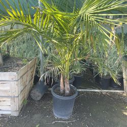King Palm 